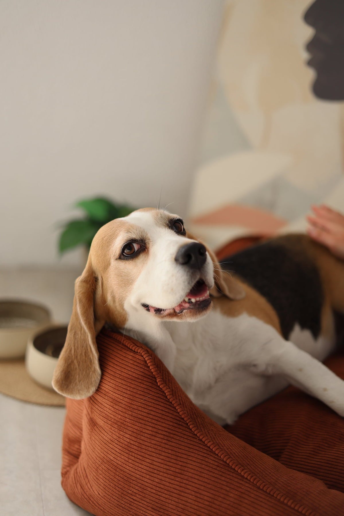 Cama CORY para Cães – Formato Sofá