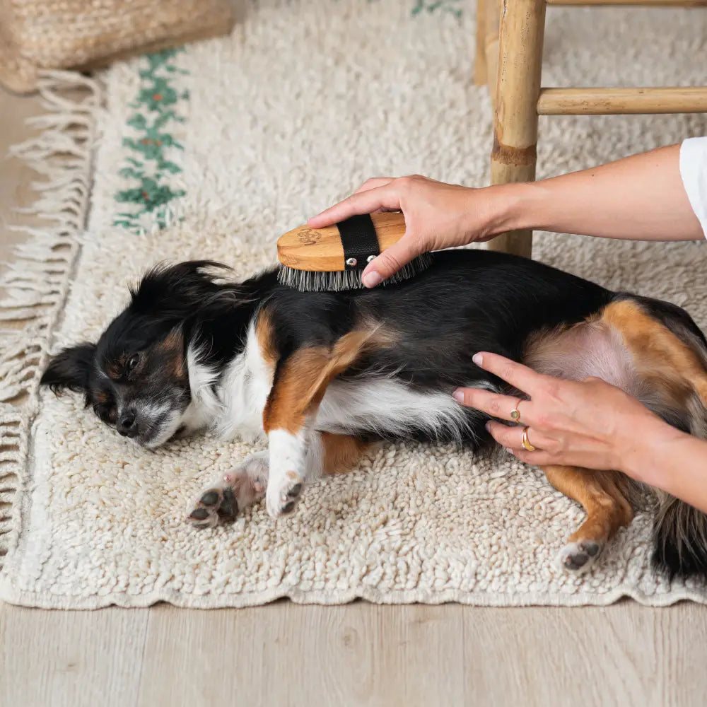 Escova de Madeira com Cerdas Naturais para Cães