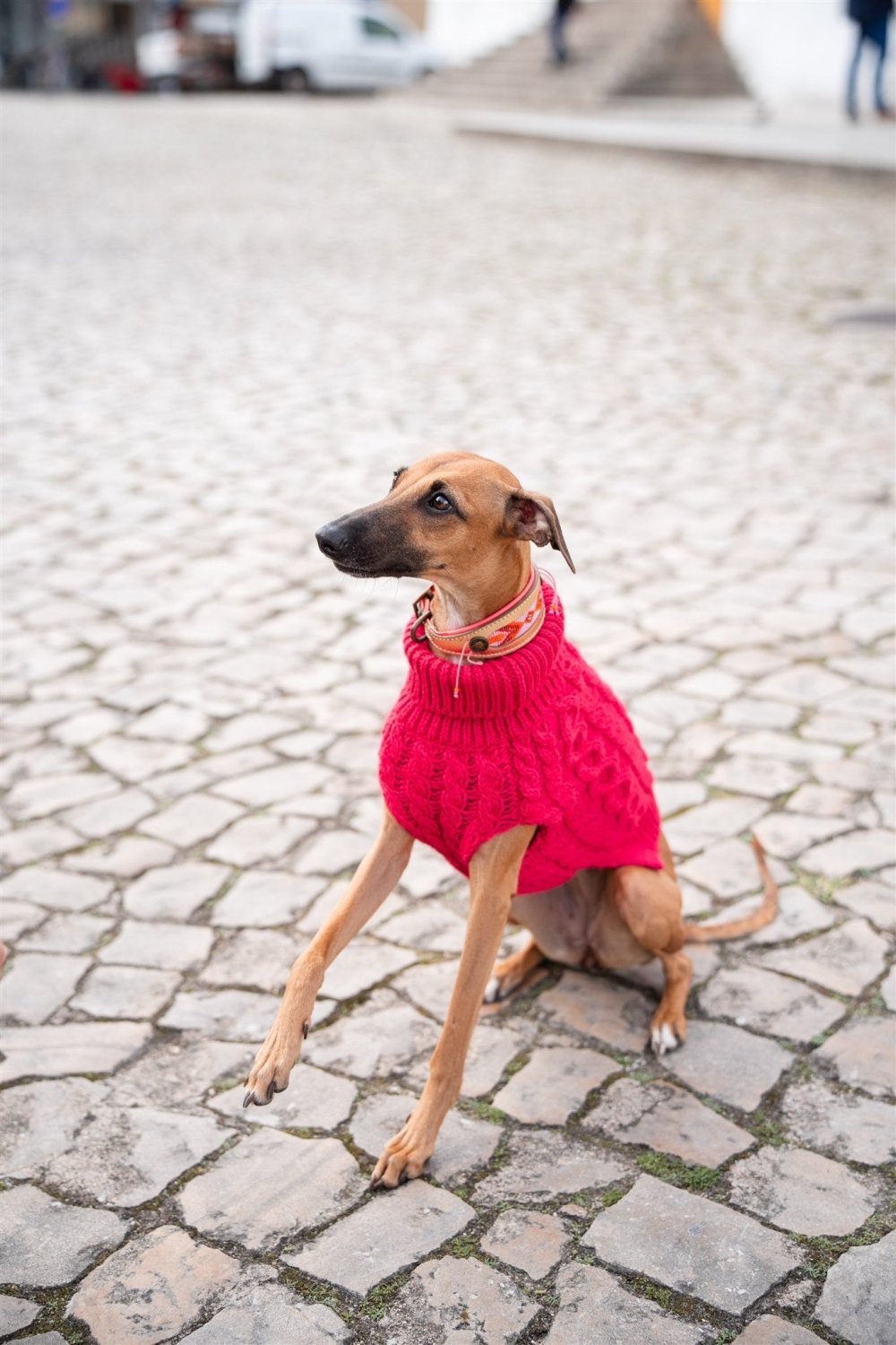 Pullover Magenta para Cães