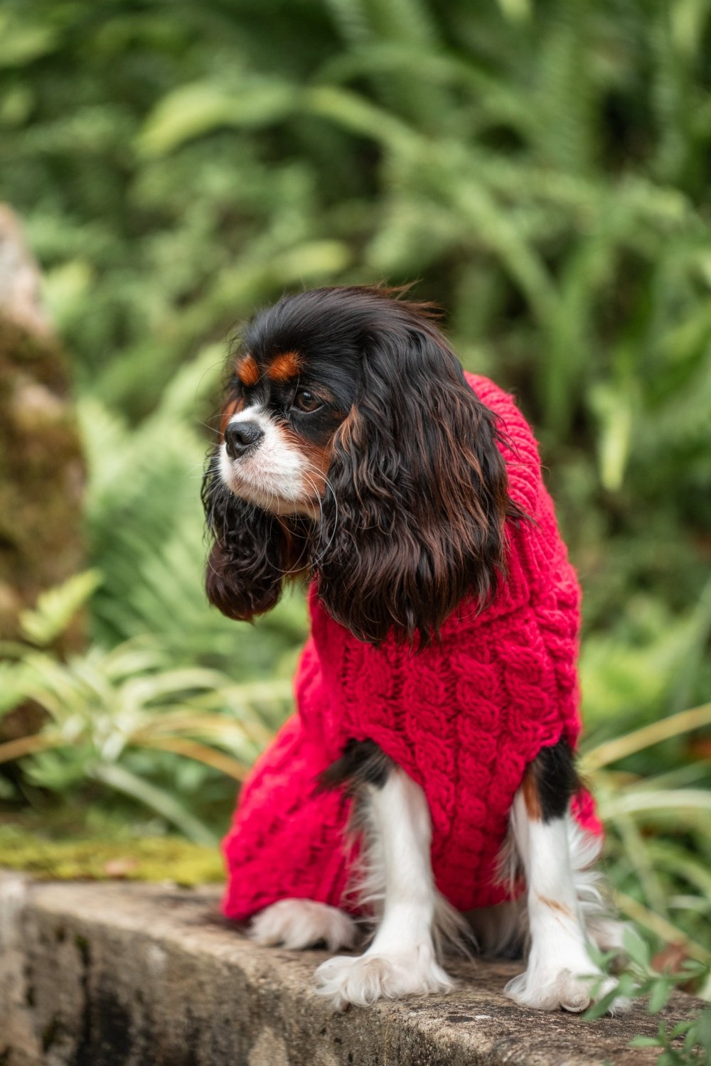 Pullover Magenta para Cães