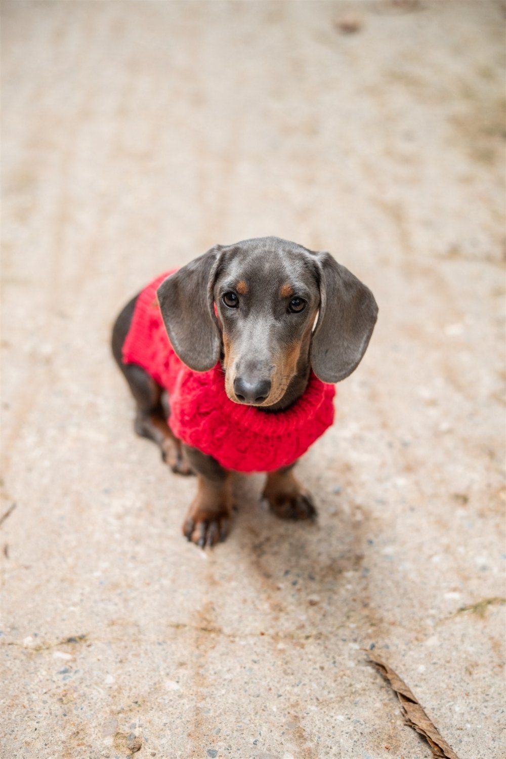 Pullover Magenta para Cães