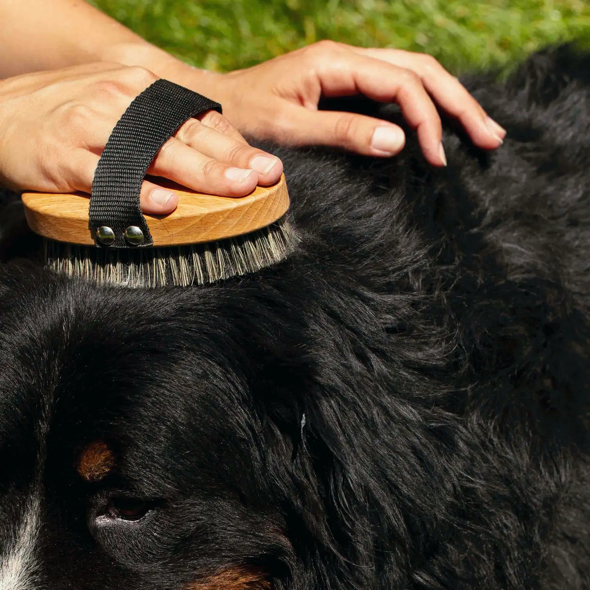 Escova de Madeira com Cerdas Naturais para Cães